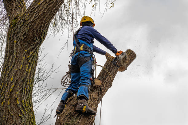 Best Palm Tree Trimming  in Chickasaw, AL