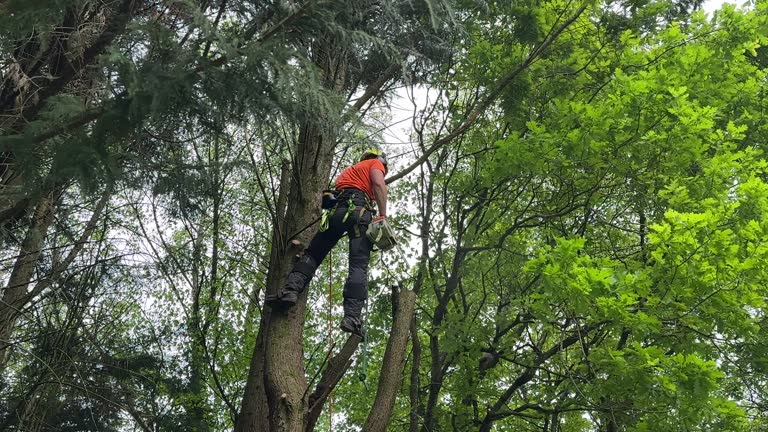 How Our Tree Care Process Works  in  Chickasaw, AL