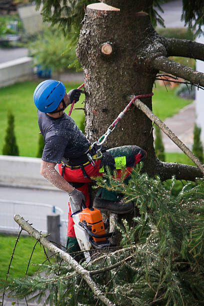 Best Tree Trimming and Pruning  in Chickasaw, AL