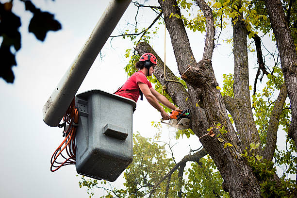 Best Tree Removal  in Chickasaw, AL